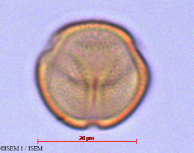 ISEM 1/Geissanthus_pichinchae_29104/Geissanthus_pichinchae_29104_0001(copy)_thumb.jpg